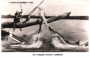 A Pair of Hungry Pike At Pigeon River,Canada  Exaggerated Fish