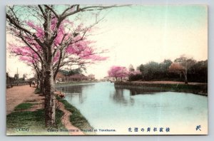 Cherry Blossoms in Negishi  Yokohama  Japan  Postcard