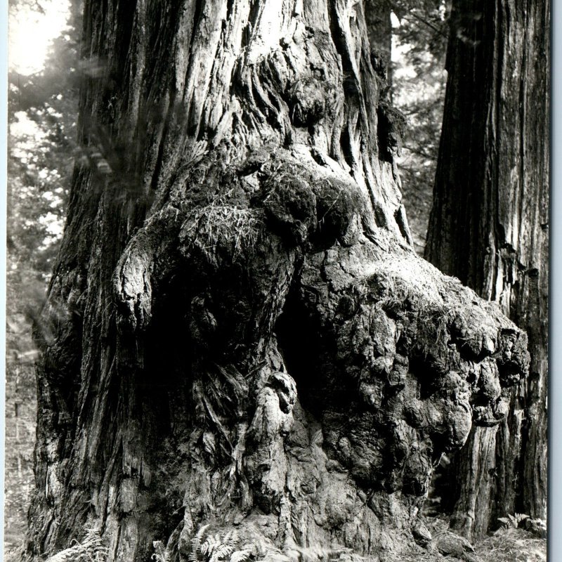 c1940s Cali RPPC Redwood Tree Burl Used For Novelty Carvings by Carpenters A165