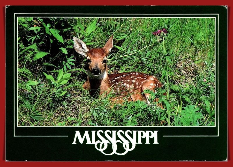 Mississippi - White Tail Fawn - [MS-069X]