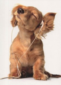 Dog With Radio Headphones Listening To Music German Comic Postcard