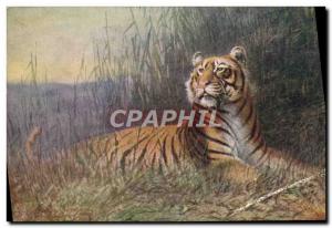 Old Postcard Tiger