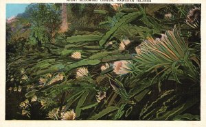 Vintage Postcard Night Blooming Cereus Hawaiian Islands White Flowers Hawaii
