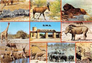 BG14075 etosha national game park swa elephant lion okaukuejo  namibia