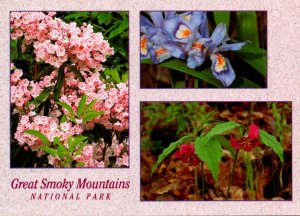 Great Smoky Mountains National Park Flowers
