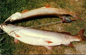 Fishing Day's Catch Muskellunge This Proves They're There