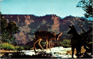 Deer Grand Canyon Arizona AZ Grand Canyon Postcard UNP VTG Fred Harvey Unused 