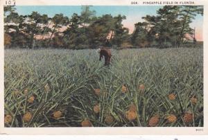 Florida Typical Pineapple Field Curteich