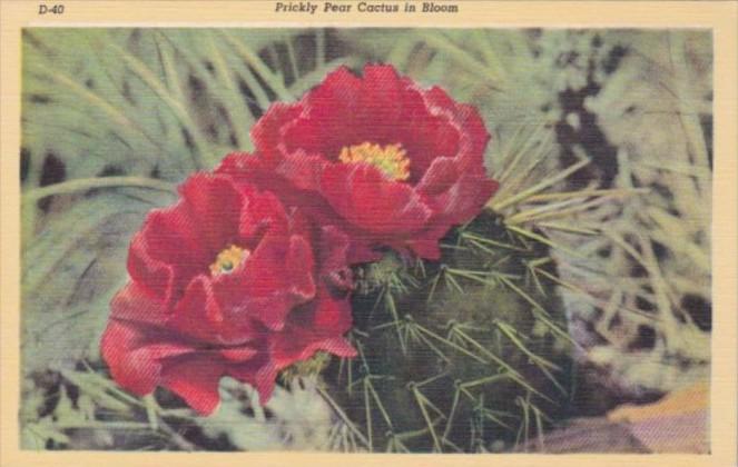 Cactus Prickly Pear Cactus In Bloom 1948 Curteich