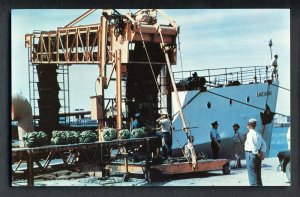 Brownsville, Texas/TX Postcard, Unloading Bananas At Port