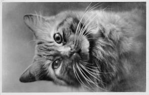 Cat Post Card Old Vintage Antique 1935