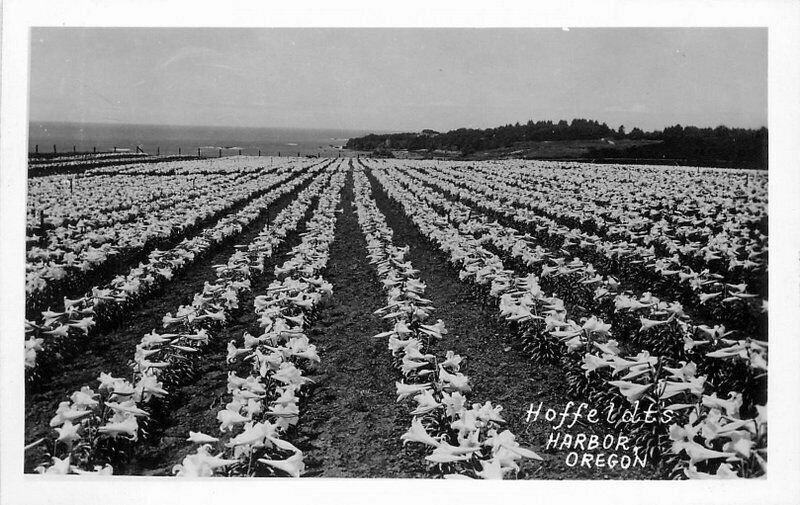 Harbor Michigan Hoffeldt's Flower Field Horticulture RPPC Photo Postcard 21-5983