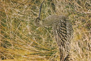 Animals. The Curlew Bird Nice modern English  photo postcard