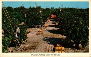 USA Orange Pickers Sunny Florida Chrome Postcard 08.59