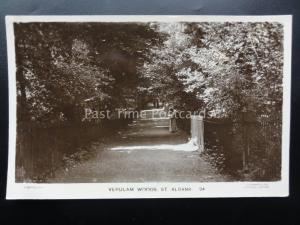 Hertfordshire ST ALBANS Verulam Woods c1922 RP Postcard by Lilywhite