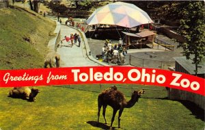 Toledo Ohio 1960s Banner Postcard Wonder Valley Children's Zoo and Camels