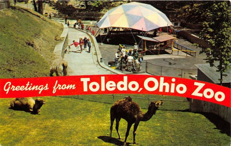 Toledo Ohio 1960s Banner Postcard Wonder Valley Children's Zoo and Camels