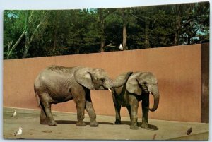 Postcard - African Elephants, San Francisco Zoo - San Francisco, California