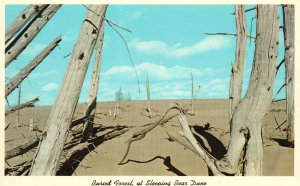 Vintage Postcard Buried Forest At Sleeping Bear Dune Largest Moving Sand Dune MI