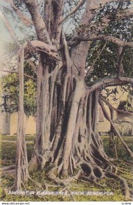PALM BEACH, Florida, 00-10s; Banyon or Rubber Tree