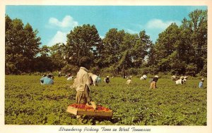 STRAWBERRY PICKING TIME IN WEST TENNESSEE BLACK AMERICANA POSTCARD (1960s)