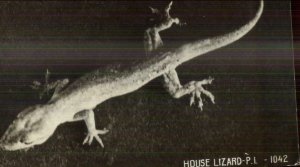 House Lizard Gecko? Philippines c1920 Real Photo Postcard