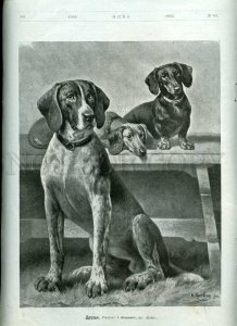 231216 RUSSIA NIVA SHPERLING friends POINTER & dachshund old postcard