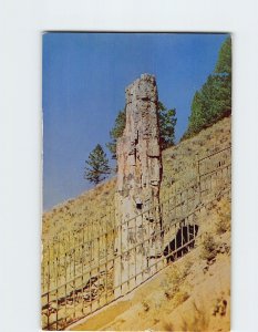 Postcard Petrified Tree Tower Fall Mammoth Montana USA