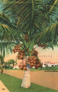 Vintage Postcard 1952 Coconut Tree Loaded With Fruits In Florida Colourpicture