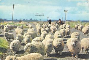 BR99195 sheep scene new zealand