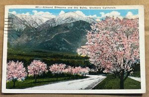 VINTAGE 1931 USED POSTCARD - ALMOND BLOSSOMS & OLD BALDY, CALIFORNIA