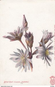 BITTER-ROOT Bloom (Lewisia Rediviva), 1900-10s