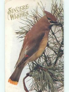 Pre-Linen Close-Up BEAUTIFUL LARGE BIRD AC5667