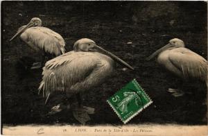 CPA LYON - Parc de la Tete d'Or Les Pelicans (426942)