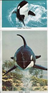 Shamu at Sea World San Diego California ca Orlando Florida postcard folder