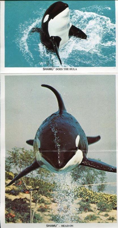 Shamu at Sea World San Diego California ca Orlando Florida postcard folder