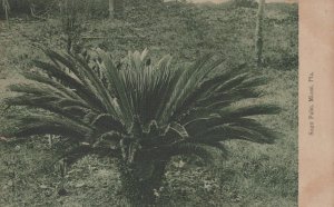 SAGO PALM MIAMI FLORIDA POSTCARD (c. 1908)