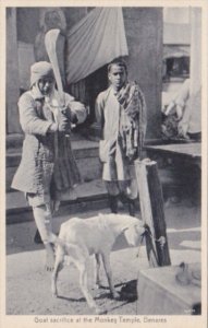 India Benares Goat Sacrifice At The Monkey Temple