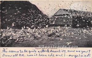 Pigeon Ranch Misc CA 1909 Missing Stamp