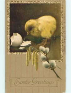 Divided-Back easter CHICK LOOKS AT BROKEN EASTER EGG SHELL r3689