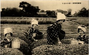 PC CPA japanese girls harvesting real photo postcard JAPAN (a13007)