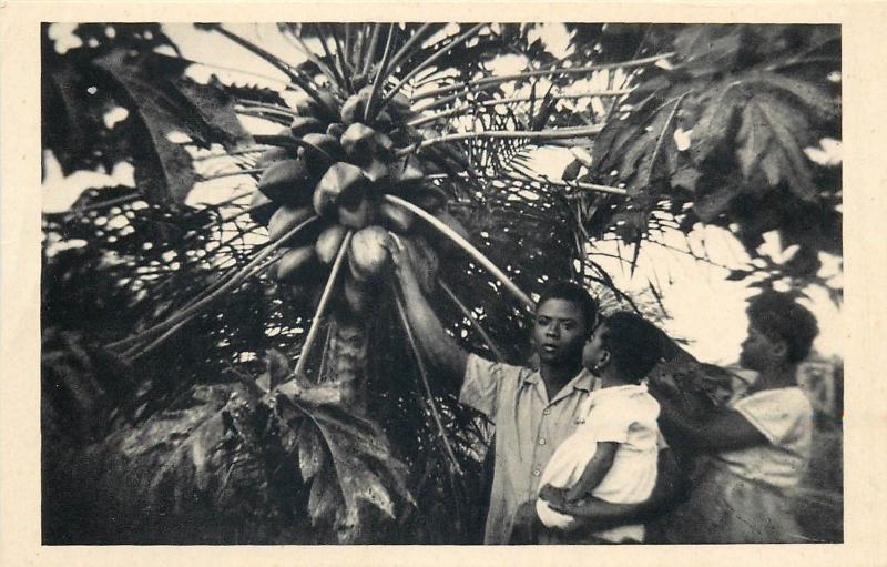 Papaya tree harvest Cameroon Yoko mission catholique Africa