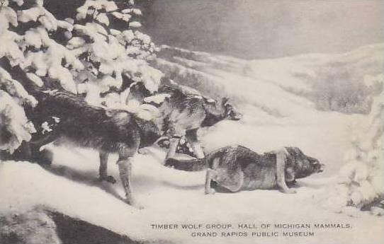 Michigan Grand Rapids Timber Wolf Group Hall Of Michigan Mammals Grand Rapids...