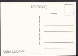 Kent Postcard - Great Comp, Borough Green, Heathers in September  A7866