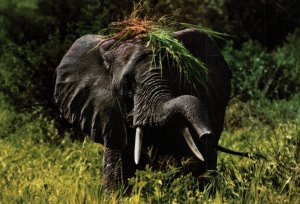 VINTAGE CONTINENTAL SIZE POSTCARD AFRICAN ELEPHANT GRAZING IN TANZANIA 1970s