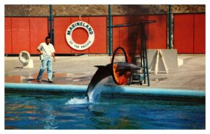 Postcard CA Palos Verdes Marineland Pacific Zippy Flaming Hoop Jump porpoise