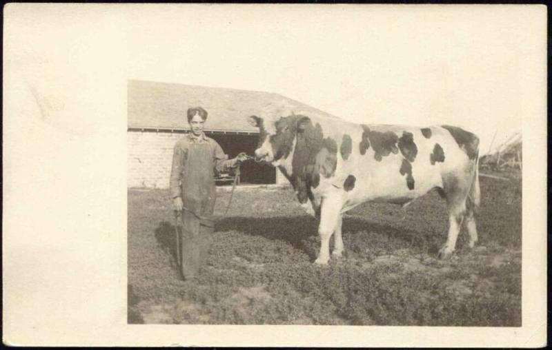 American Farm Boy Shows Bull, Cow (1920s) Real Photo