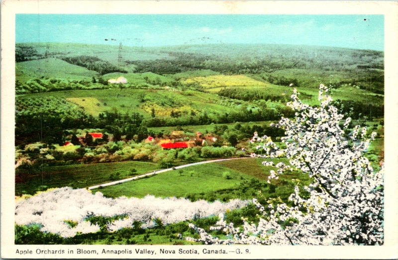 Nova Scotia Canada Apple Orchards Annapolis Valley Postcard used (25602)