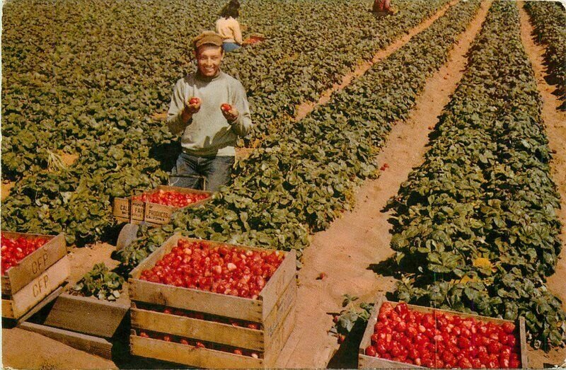 Watsonville California Strawberries Crimson Harvest Crocker Postcard 21-7102