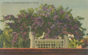 Florida Purple Bougainvillea Flowers  Linen Postcard